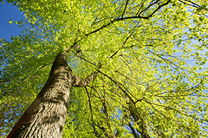 Canopy of a deciduous tree cared for by tree service Smithville company