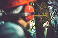 Professional performing tree service in Smithville trimming branches