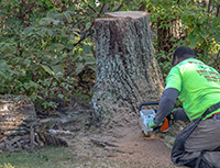 Tree service Smithville professional from Ben Bivins Tree Experts removing a tree trunk in preparation for grinding
